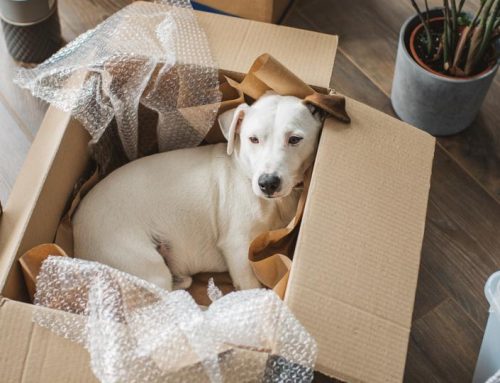 The Essential Guide to Moving with Pets